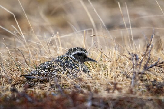 Golden plover, golden plover, Norway, pluvialis apricaria, varanger, birds, breed, brut, charadriiformes, limikolen, plower, plover, birds, waders, waders
