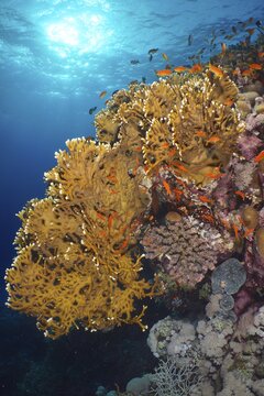 Net fire coral (Millepora dichotoma) and group of sea goldie (Pseudanthias squamipinnis) in the backlight. Dive site St. Johns, Egypt, Red Sea