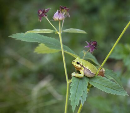 European tree frog, hyla arborea, tree frog, amphibians, amphibians, amphibians