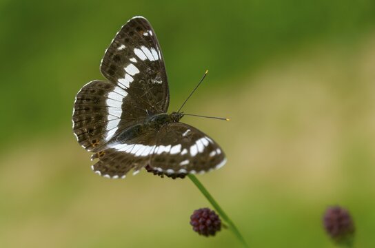 Small kingfisher, Ladoga camilla, limenitis camilla, white admiral, butterfly, insects, butterfly, butterflies