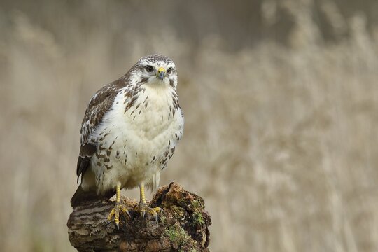 Common steppe buzzard (buteo buteo), light variant, light morph, sitting on a tree root, front view, looking into the camera, North Rhine-Westphalia, Germany