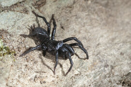 Atypus affinis, common wallpapering spider, mygalomorphae, purseweb spider, tarantula spider, spiders