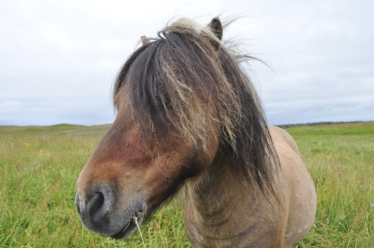 A Shetland pony (Equus ferus caballus) with a dark coat and windswept mane in the pasture. Shetland, Shetland Islands, Scotland, Great Britain