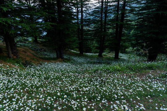 Daisies blooming in vast Numbers