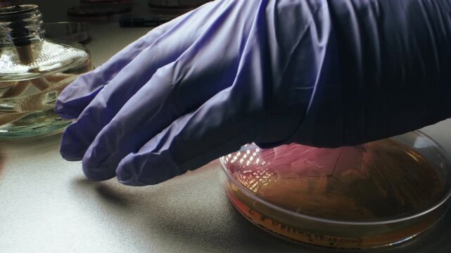 Close-up laboratory scene shows gloved hands working over petri dishes, with blue inoculation loop crossing pink and yellow culture media beside glass bottle, bright reflections, and clean
