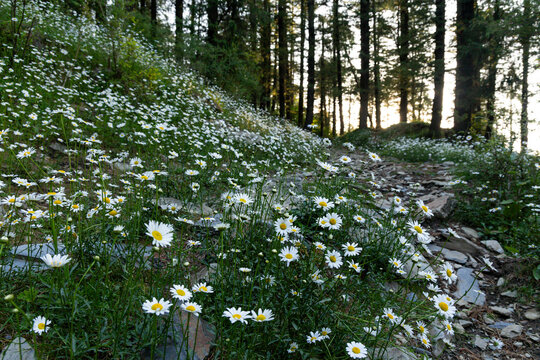 Daisies blooming in vast Numbers