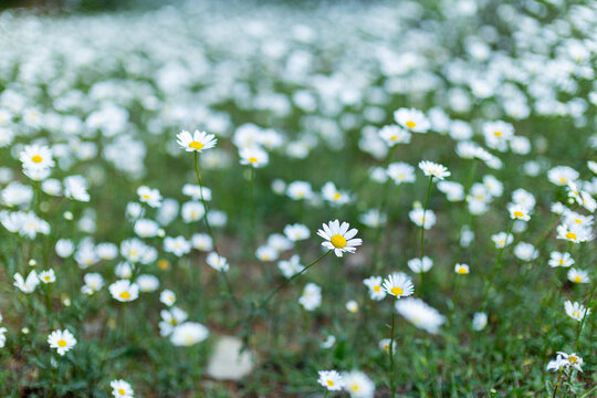 Daisies blooming in vast Numbers