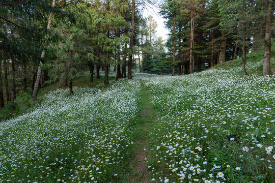 Daisies blooming in vast Numbers