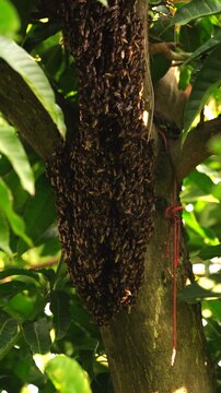 Close-up of wild honey bee swarm clustering on tree branch. Natural wildlife concept of honeybee colony creating a hive in forest habitat background.