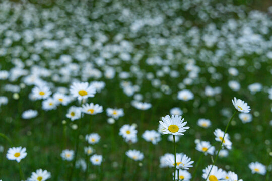 Daisies blooming in vast Numbers