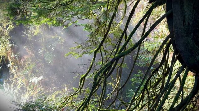 Moss-covered tree branches in a misty rainforest at Lynn Canyon in Vancouver, sunlight filtering through lush green foliage and fog in ancient woodland.