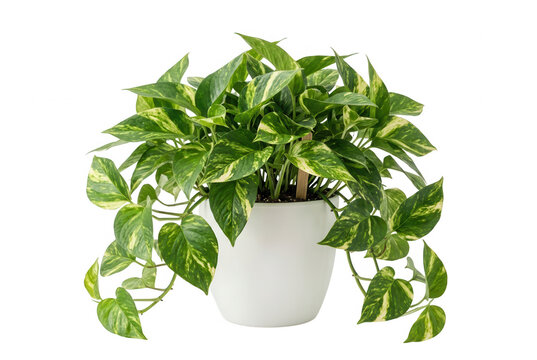 Pianta di pothos in vaso bianco isolata su sfondo bianco