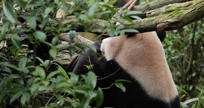 Giant panda eat bamboo in chengdu, china