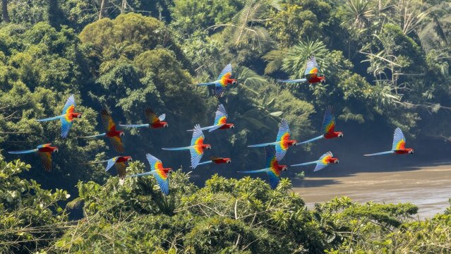 Colorful Parrots Flying Over Lush Green Rainforest Landscape
