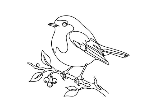 Continuous line drawing of a robin bird perched on a berry branch
