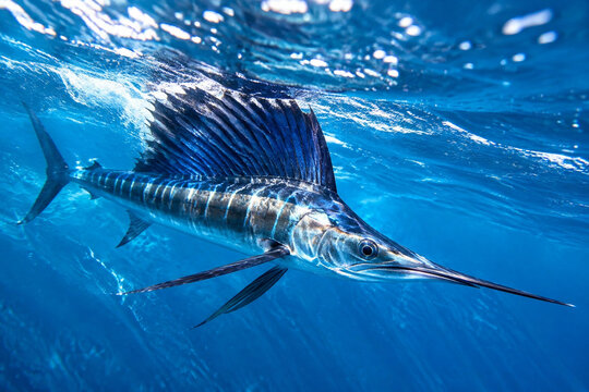 A sailfish swimming swiftly just below the ocean surface, sunlight glinting on its body.