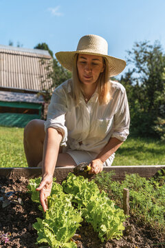 Woman in straw hat squats by wooden bed planted with herbs, dill, and lettuce on sunny day. Healthy living, organic farming, and calm, leisurely pace of rural life