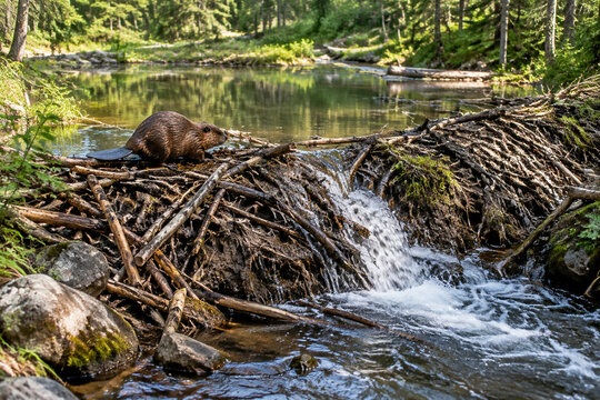 Beaver dam construction across a forest stream with flowing water.