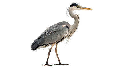 Obraz premium Beautiful wild grey heron bird standing profile isolated nature wildlife illustration