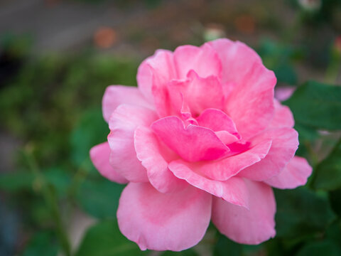 Close-up of a fully open pink garden rose (Rosa) with layered petals and visible stamens against dark green foliage, highlighting floral detail and ornamental garden beauty.

