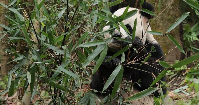 Giant panda eat bamboo in chengdu, china