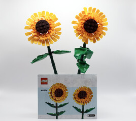 Fototapeta premium Bologna - Italy - September 8, 2026: Two yellow lego sunflowers toy set assembled and placed behind the original retail packaging box on white background.