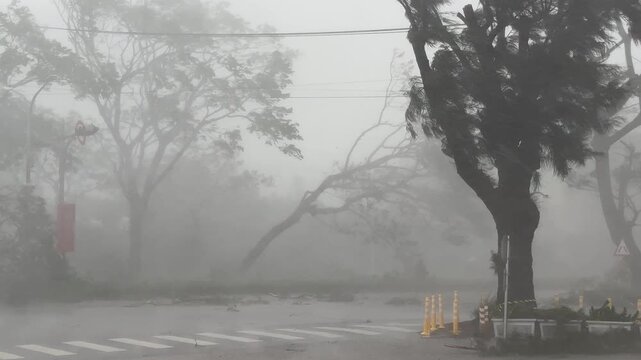 Tree Blown Over My Violent Wind In Major Hurricane Eyewall