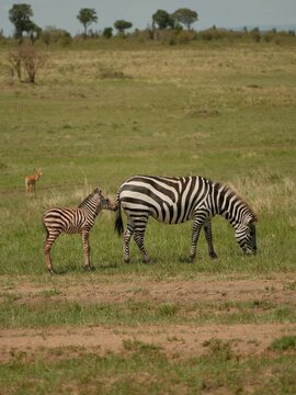 Zebra foal beside a grazing adult in Kenya