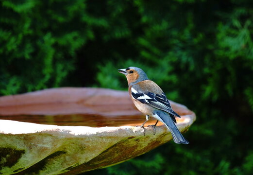 chaffinch at the birdbath