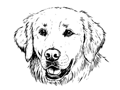 Smiling golden retriever dog with happy expression