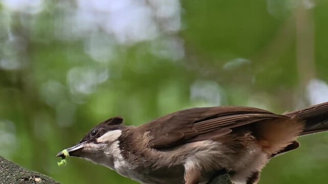 Red-whiskered bulbul fledgling perched among green leaves, horizontal wildlife footage.