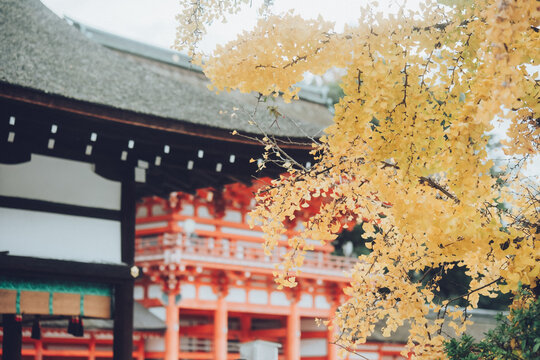 秋の神社のイチョウ