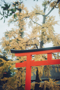 秋の神社のイチョウ