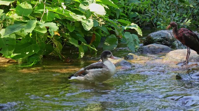 Young Common Shelduck fledgling, Tadorna tadorna is a waterfowl species of the shelduck genus, Tadorna.
