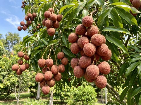 Clusters of ripe lychee fruits hanging on tree branches in a sunny tropical fruit orchard