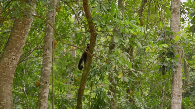A capuchin monkey hangs from a thin vine between tall pale trunks in dense green forest.