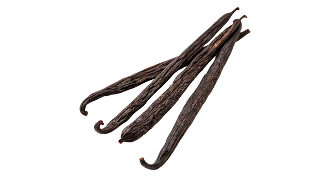 Group of dry aromatic vanilla beans orchid seed pods exotic spice culinary ingredient