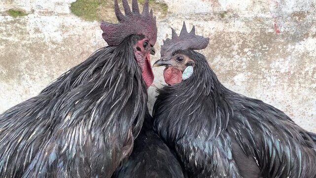 Traditional Farming of Ayam Cemani Chickens in Bangladsh, Dak chicken