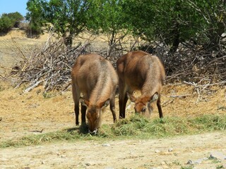 Antilope © CB94