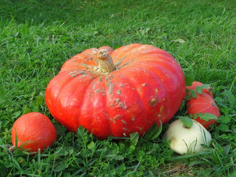 Citrouille
