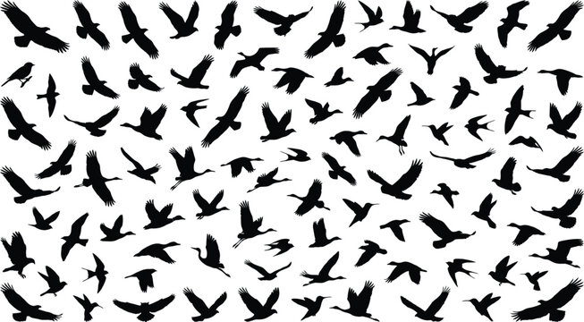 A large collection of black bird silhouettes in various flying poses isolated on a white background perfect for design projects and creative graphic art compositions