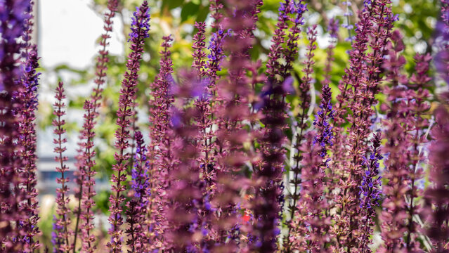 Woodland Sage Salvia nemorosa Spikes in Violet and Rose Pink in a Summer Border &mdash; Concept: Pollinator Friendly Planting, Drought Tolerant Perennial Border and Soft Floral Background
