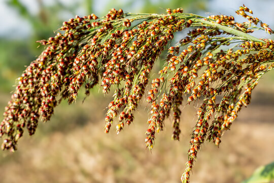 Close-up shot of Sorghum bicolor sweet sorghum grain panicle ripening in agricultural field. Ripe cereal crop harvest photography asset, organic nutrition food plant macro view.