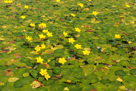 Nymphoides peltata. Yellow false water lily. Floating leaves and yellow flowers.