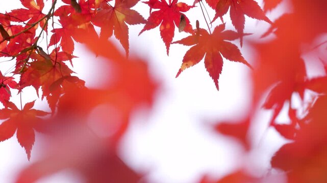 風に揺れるカエデを撮影した4Kスローモーション動画	
