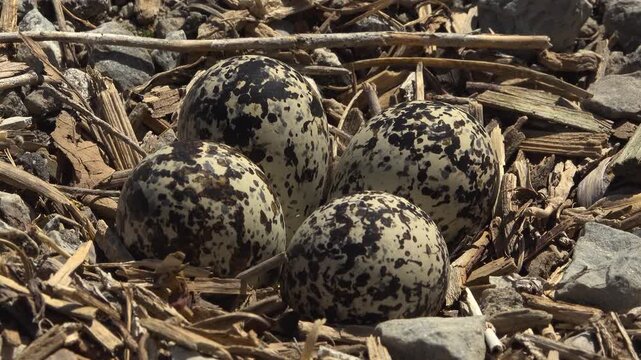 Four camouflage spotted wild Killdeer bird eggs lying in a shallow nest made of wood debris and gravel.