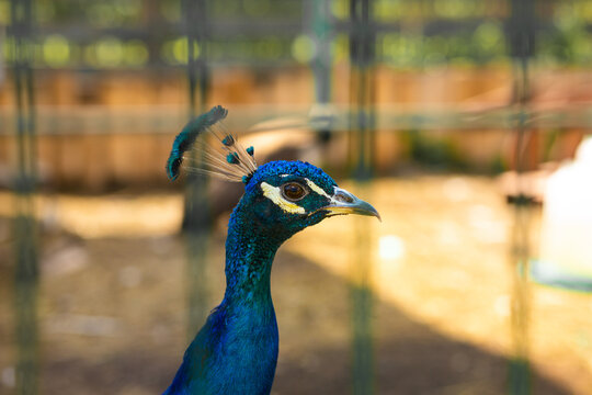 Blue peacock portrait at a sunlit farm enclosure