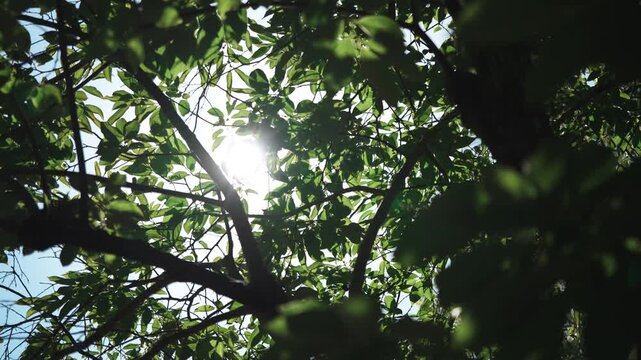 見上げた木漏れ日