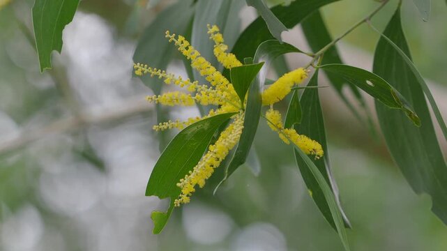 Earleaf acacia features bright yellow elongated flower spikes and curved green stems.