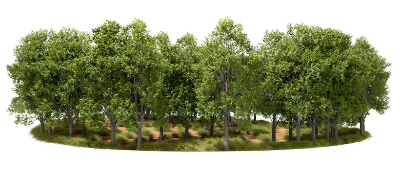 Calmness forest trees resource group cut-out transparent backgrounds 3d rendering png